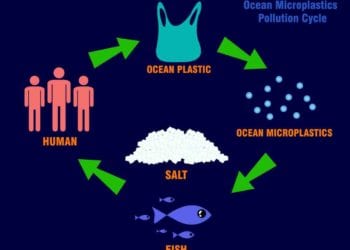 Ciclo microplastiche, Credit iStockphoto.