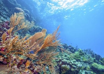 Barriera corallina nell'isola di Conaire, Credit iStockphoto