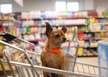 cani-ammessi-nei-supermercati-e-negozi-di-alimentari:-revocato-il-divieto-in-italia