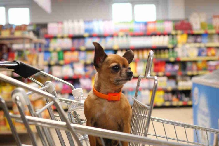 cani-ammessi-nei-supermercati-e-negozi-di-alimentari:-revocato-il-divieto-in-italia