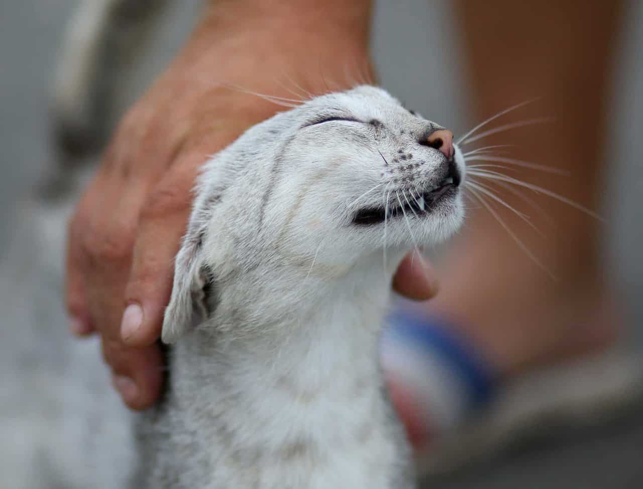 accarezzare gatto - Come Accarezzare il Tuo Gatto Senza Fargli Male