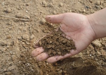 soil, hand, farm @ Pixabay